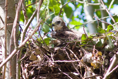 Buizerd - Buteo buteo