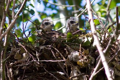 Buizerd - Buteo buteo