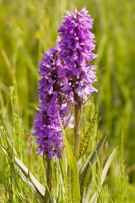 Rietorchis - Dactylorhiza praetermissa