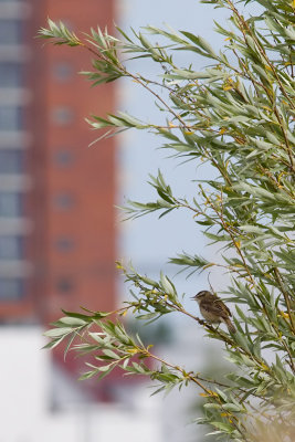 Sedge Warbler - Acrocephalus schoenobaenus