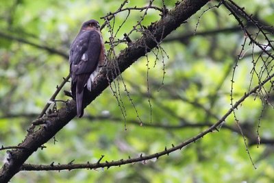 Eurasian Sparrowhawk - Accipiter nisus