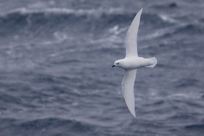 Snow Petrel - Pagodroma nivea