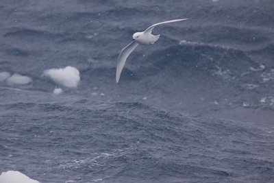 Snow Petrel - Pagodroma nivea