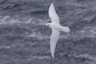 Snow Petrel - Pagodroma nivea