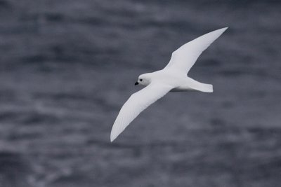 Snow Petrel - Pagodroma nivea