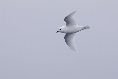 Snow Petrel - Pagodroma nivea