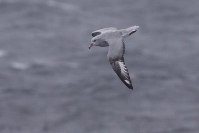 Southern Fulmar - Fulmarus glacialoides