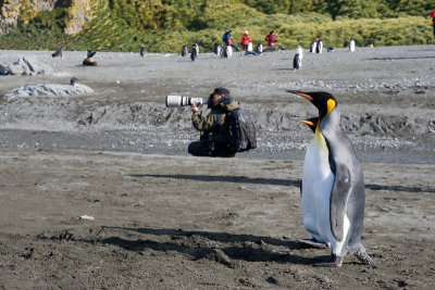 King Penguins - Aptenodytes patagonicus