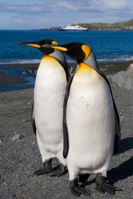 King Penguins - Aptenodytes patagonicus