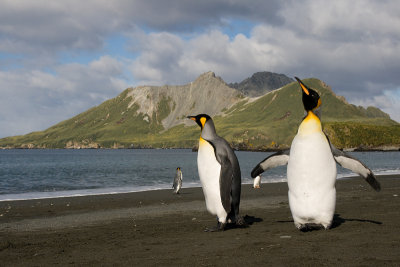 King Penguins - Aptenodytes patagonicus