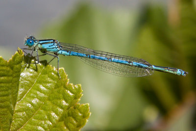 Goblet-marked damselfly - Erythromma lindenii