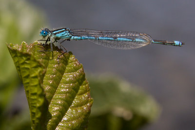 Goblet-marked damselfly - Erythromma lindenii