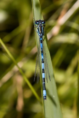 Southern damselfly - Coenagrion mercuriale