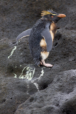 oiled Northern Rockhopper Penguin - Eudyptes moseleyi