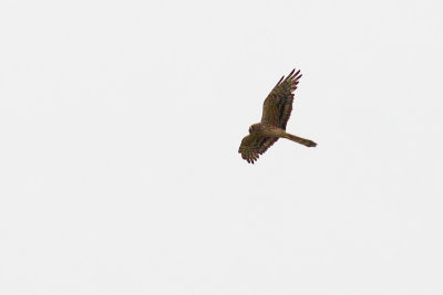 Montagu's Harrier - Circus pygargus