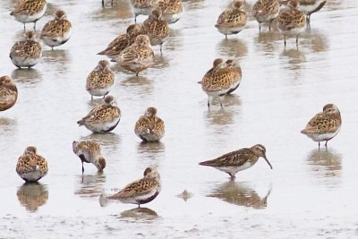 Broad-billed Sandpiper - Limicola falcinellus