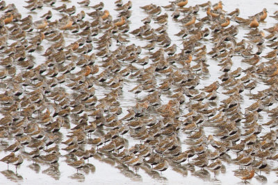 Dunlins - Calidris alpina