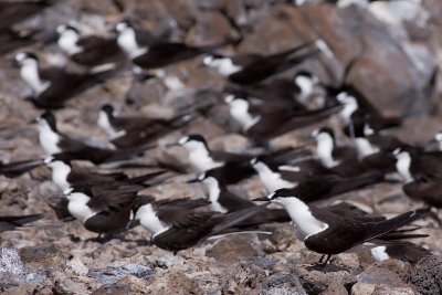 Sooty Tern - Onychoprion fuscata