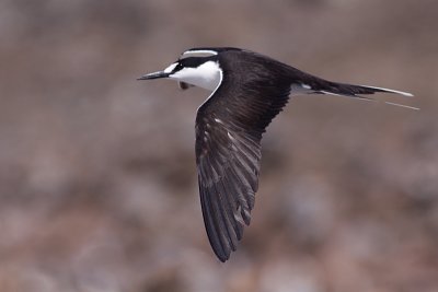 Sooty Tern - Onychoprion fuscata