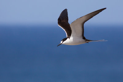 Sooty Tern - Onychoprion fuscata