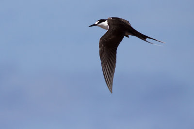 Sooty Tern - Onychoprion fuscata