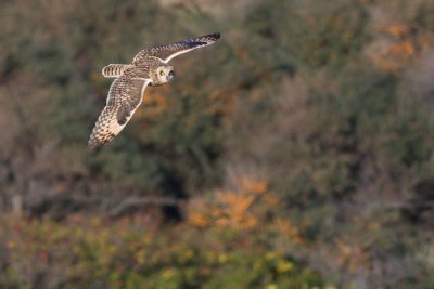 Short-eared Owl - Asio flammeus