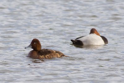 Ferruginous Duck - Aythya nyroca