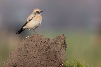 Desert Wheatear - Oenanthe deserti