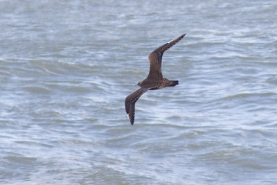 Arctic Skua - Stercorarius skua