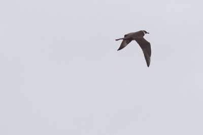 Pomarine Skua - Stercorarius pomarinus