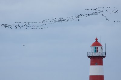 Brent Geese - Branta bernicla