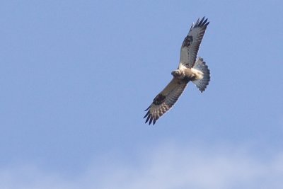 Rough-legged Buzzard -  Buteo lagopus