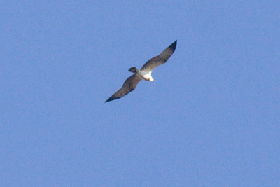 Osprey - Pandion haliaetus