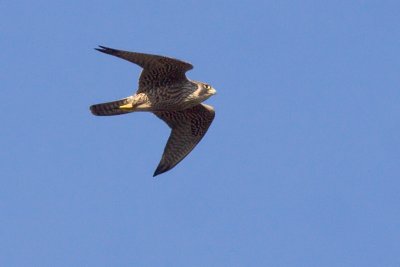 Peregrine Falcon - Falco peregrinus