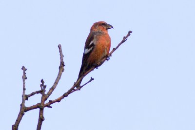 Two-barred Crossbill - Loxia leucoptera