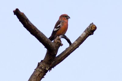 Two-barred Crossbill - Loxia leucoptera