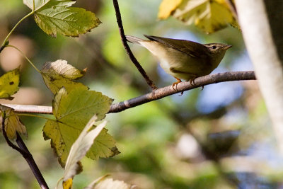 Raddes Warbler - Phylloscopus schwarzi