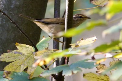 Radde's Warbler - Phylloscopus schwarzi