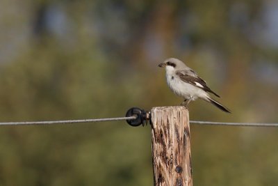 Lesser Grey Shrike - Lanius minor