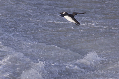 Razorbill - Alca torda