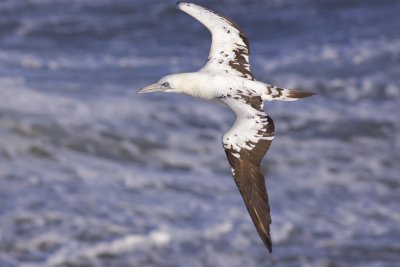 Northern Gannet - Morus bassanus