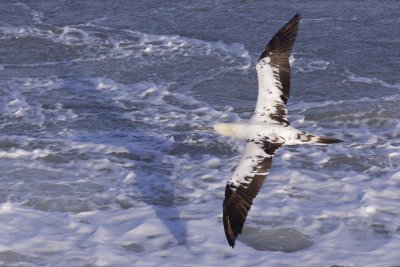 Northern Gannet - Morus bassanus