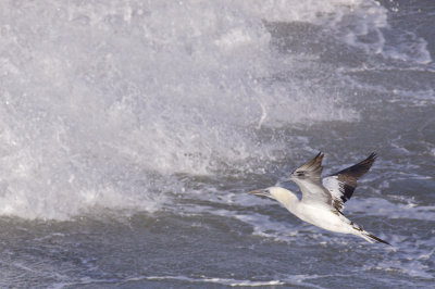 Northern Gannet - Morus bassanus