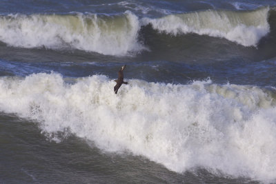 Great Skua - Stercorarius skua