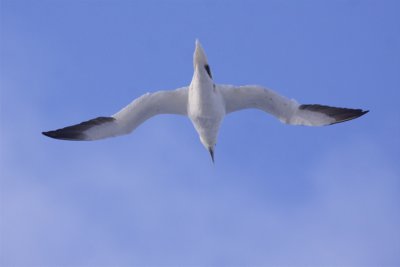 Northern Gannet - Morus bassanus