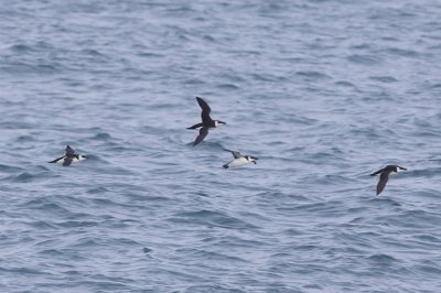 Razorbills - Alca torda