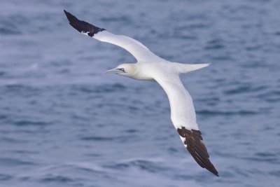 Northern Gannet - Morus bassanus