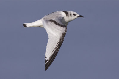 Black-legged Kittiwake - Rissa tridactyla