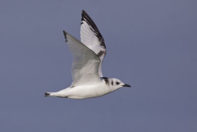 Black-legged Kittiwake - Rissa tridactyla