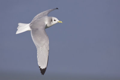 Black-legged Kittiwake - Rissa tridactyla